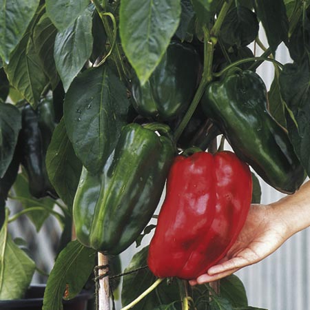 Pepper Jumbo F1 Seeds (Pepper) 6 Seeds