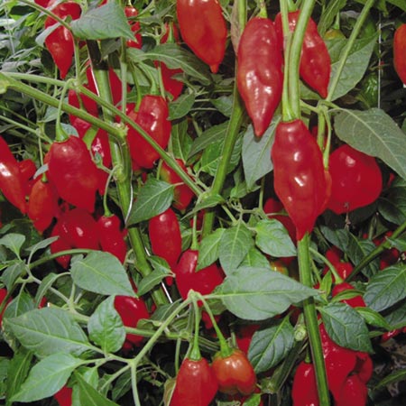 Pepper Paper Lantern Seeds (Pepper) Average