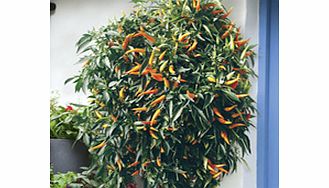 Pepper Plants - Sweet Sunshine