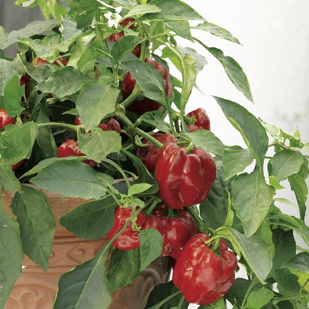 Redskin F1 Plants (Capsicum) Pack of 3