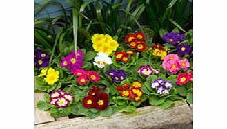 Primrose Plants - F1 Select Mix