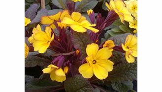 Primrose Plants - Marmalade