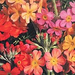 primula Candelabra Mixed Seeds 428009.htm