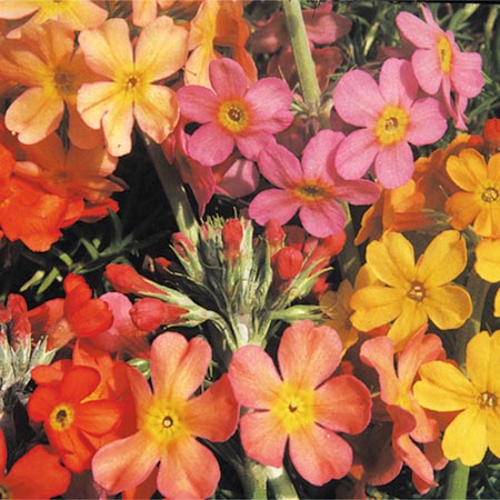 primula Candelabra Mixed Seeds Average Seeds 180