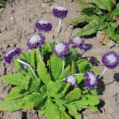 Primula Capitata Noverna Deep Blue Seeds Average