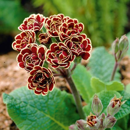 Primula Elizabeth Killelay Plants Pack of 3