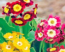 Primula Plants - Clown Face Mix