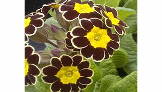 Primula Plants - Glorious Gold Lace