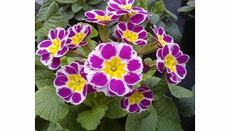 Primula Plants - Glorious Lilac Lace