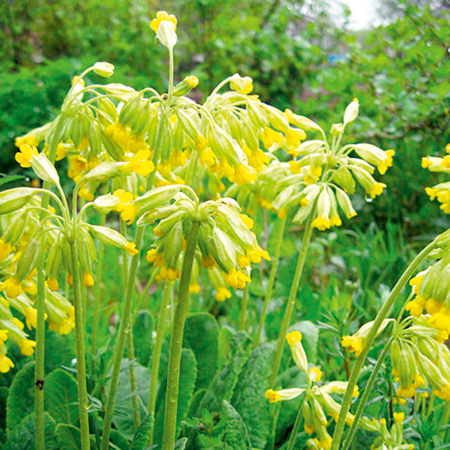 Primula Veris Pack of 3 Potted Plants