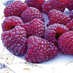 Raspberry Joan J 478465.htm