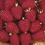 raspberry Malling Minerva 480244.htm