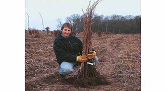 Raspberry Plants - Long Cane Glen Ample