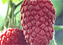 Raspberry