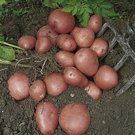 Red Duke of York Potato - 3kg 3kg