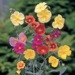 Rock Rose Helianthemum Mix Seeds