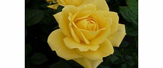 Rose Plant - Guys Gold