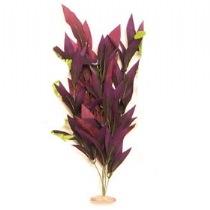 Tropix Decor Colorburst African Sword Plant