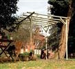 Rustic Rose Pergola: (1x)