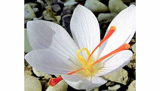 Crocus Bulbs - White