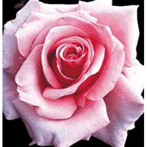 Savoy Hotel Hybrid Tea Rose (pre-order now)