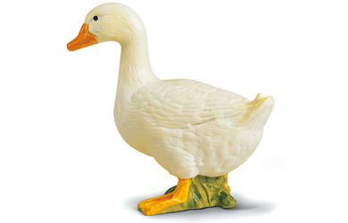 Duck