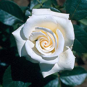 Silver Anniversary  Hybrid Tea Rose