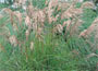 SILVER Grass