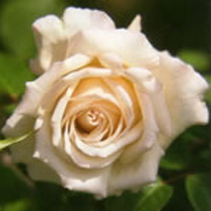 silver Wedding Hybrid Tea Rose (pre-order now)