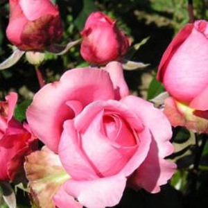 Anniversary - Hybrid Tea Rose **AUTUMN