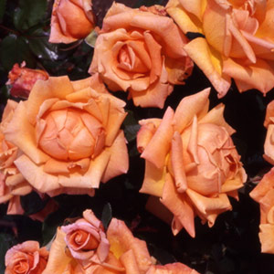 Occasion Hybrid Tea Rose (pre-order now)