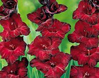 Summer Bulbs - Ruby Reds