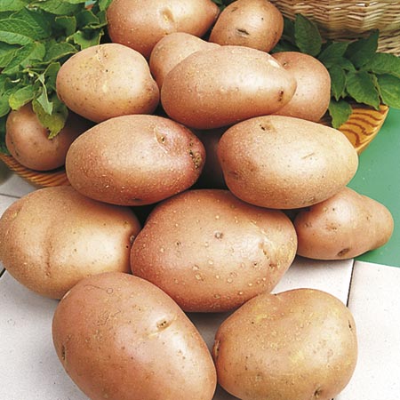 sun READER OFFER - SU879 Pack of Potato Vanessa