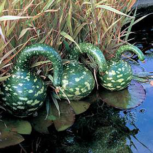 Swan Gourd Seeds