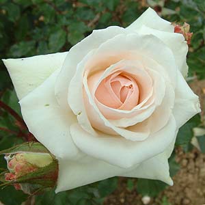 Swan Lake - Climbing Rose