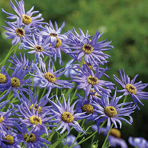 swan River Daisy Brachycome Seeds