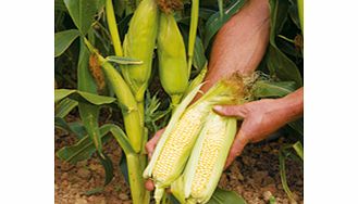 Sweet Corn Seeds - Earlybird F1