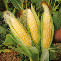 Sweet Corn Seeds - Sweetie Pie F1