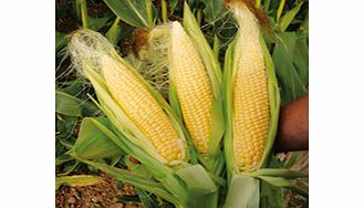 Sweet Corn Sweetie Pie F1 Seeds