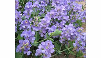 Sweet Pea Plant - Collection