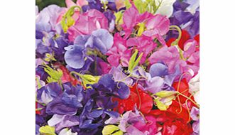 Sweet Pea Plants - Long Stemmed Mix