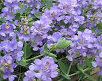 Sweet Pea Plants - Lord Anson