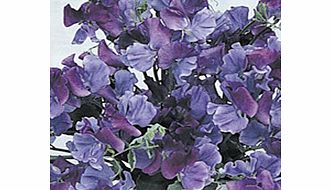 Sweet Pea Seeds - Fragrant Skies