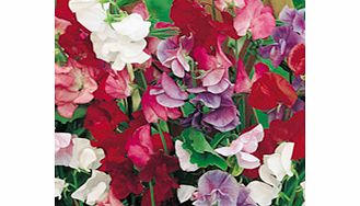 Sweet Pea Seeds - Jet Set Mixed