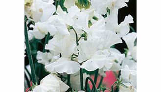 Sweet Pea Seeds - White Leamington