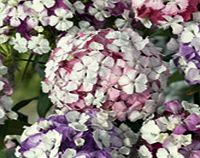 Sweet William Plants - Kaleidoscope Mix