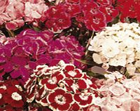 Sweet William Plants - Perfume Mix