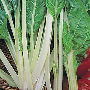 swiss Chard Lucullus Seeds