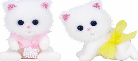 Persian Cat Twin Babies