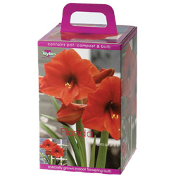 Taylors Amaryllis Gift Box